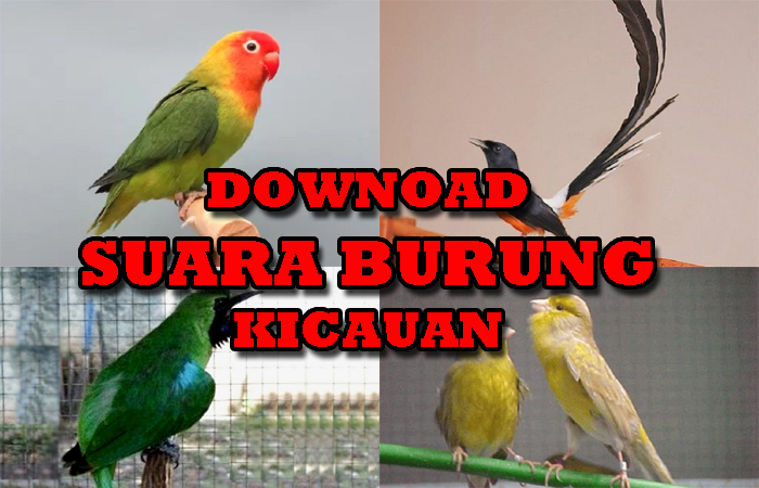 Suara Burung yang Menghiasi Hari Cilacap